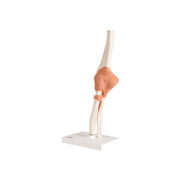 3B Anatomical Model - Functional Elbow Joint